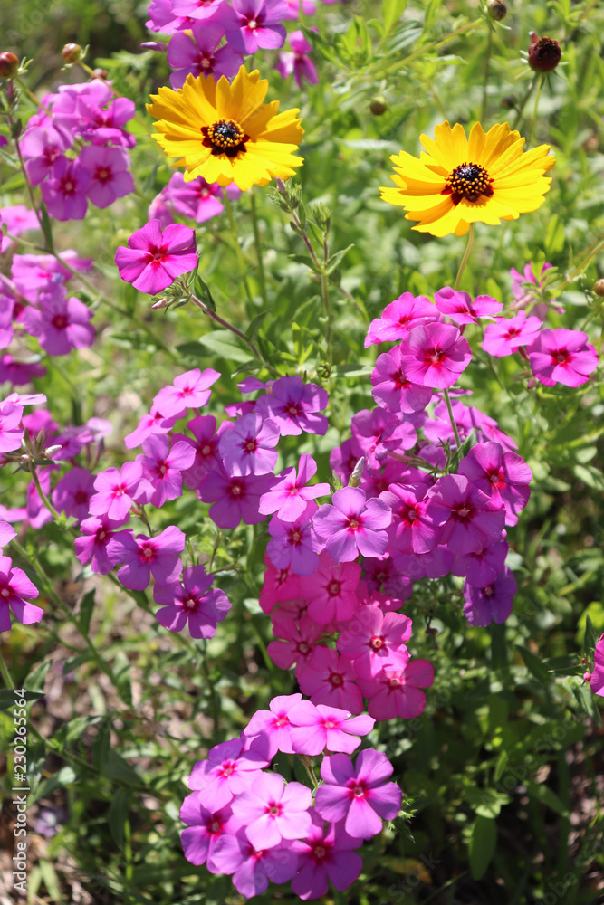 flowers in the garden