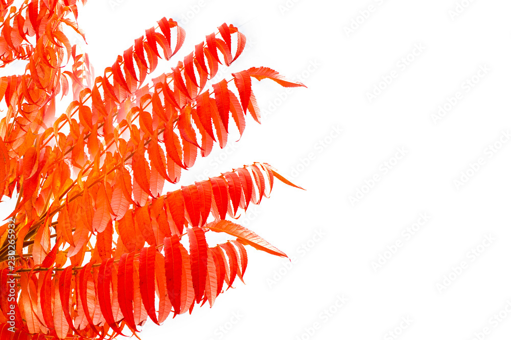 Plakat red autumn leaves on a white background. Copy space