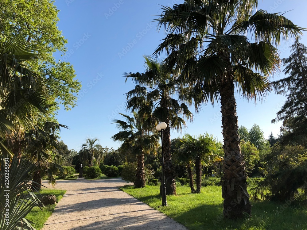 Fototapeta premium palm trees in the park