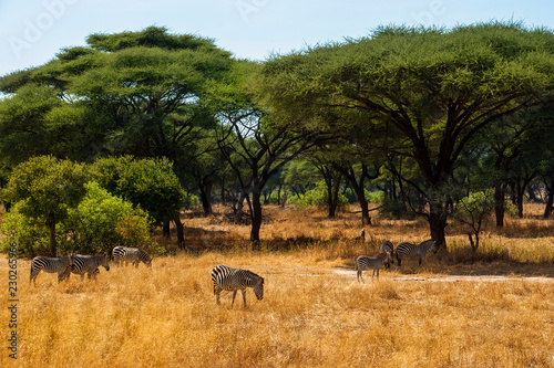 Wild zebras grazing grassland on savanna with acacia trees in background, safari Ruaha National Park, Tanzania, Africa