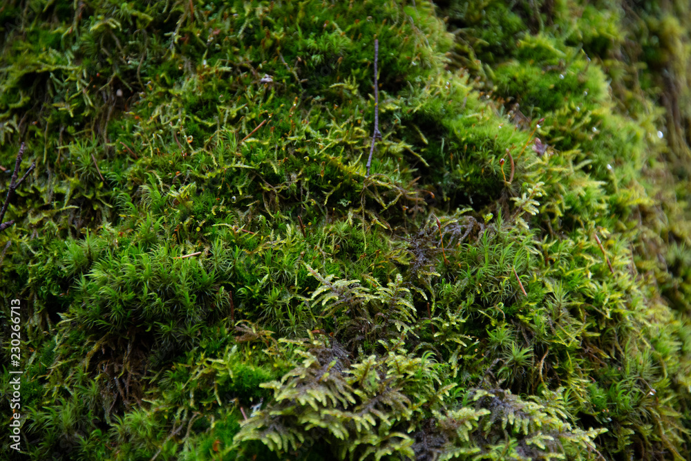 the natural background - moss the natural background - moss