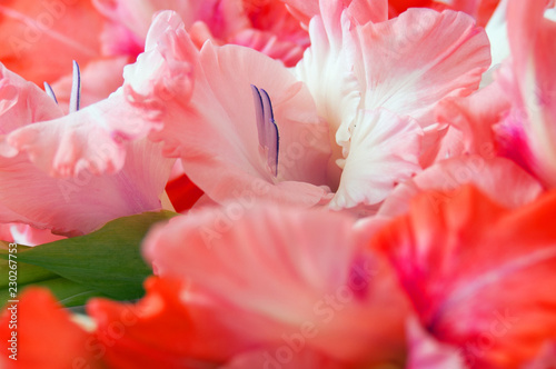 beautiful gladioluses bunch photo