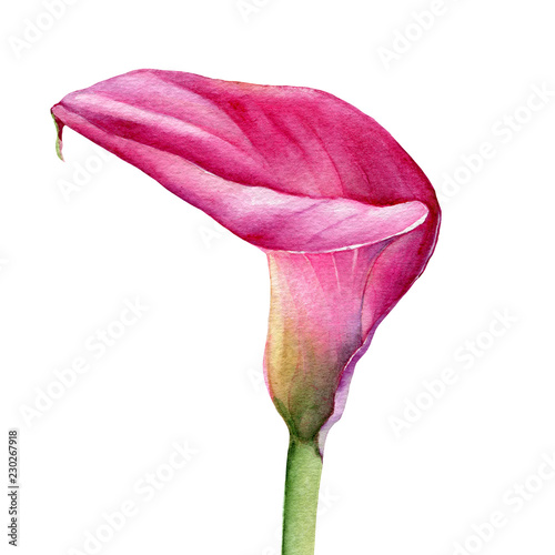 Pink calla lily Zantedeschia rehmannii flower close up. Watercolor hand drawn painting illustration isolated on a white background. photo