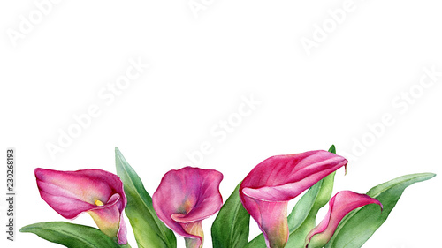 Photos Frame, border with a pink calla lily Zantedeschia rehmannii flower