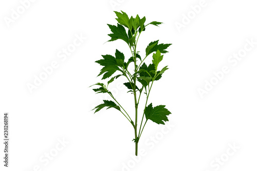 Close up green leaf of White mugwort plant (Artemisia lactiflora) isolated on white background.Saved with clipping path.
