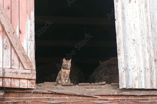 Cat sitting in the attic in the hayloft.