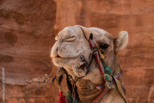 camello jordano