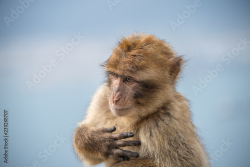 Monkey portrait © Artem