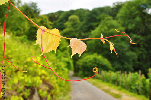 rankende grüne Wilde Weintrauben im Sommer
 photo