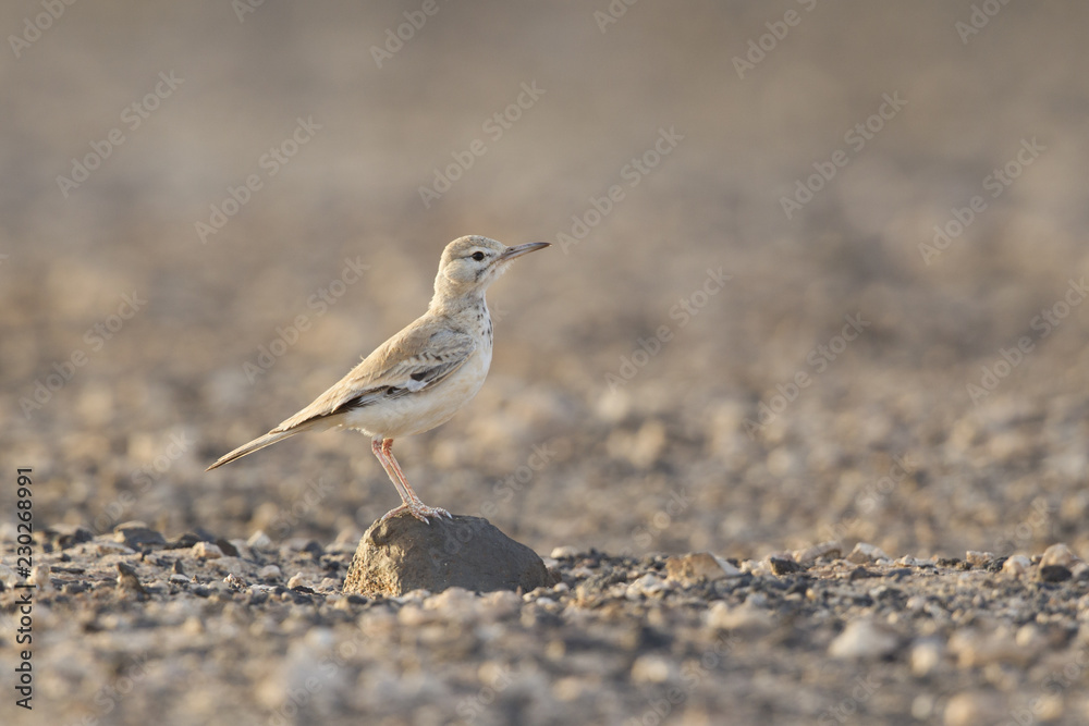 A greater hoopoe-lark (Alaemon alaudipes) foraging in the morning sun on the island of Cape verde Africa. A greater hoopoe-lark (Alaemon alaudipes) foraging in the morning sun on the island of Cape verde Africa.