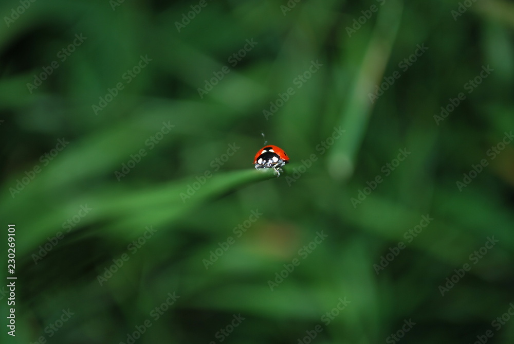 Fototapeta premium er krabbelt sich in den Mittelpunkt...