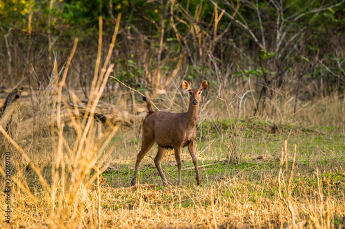Female Sambar deer (Rusa unicolor) standing in the jungle © Anna