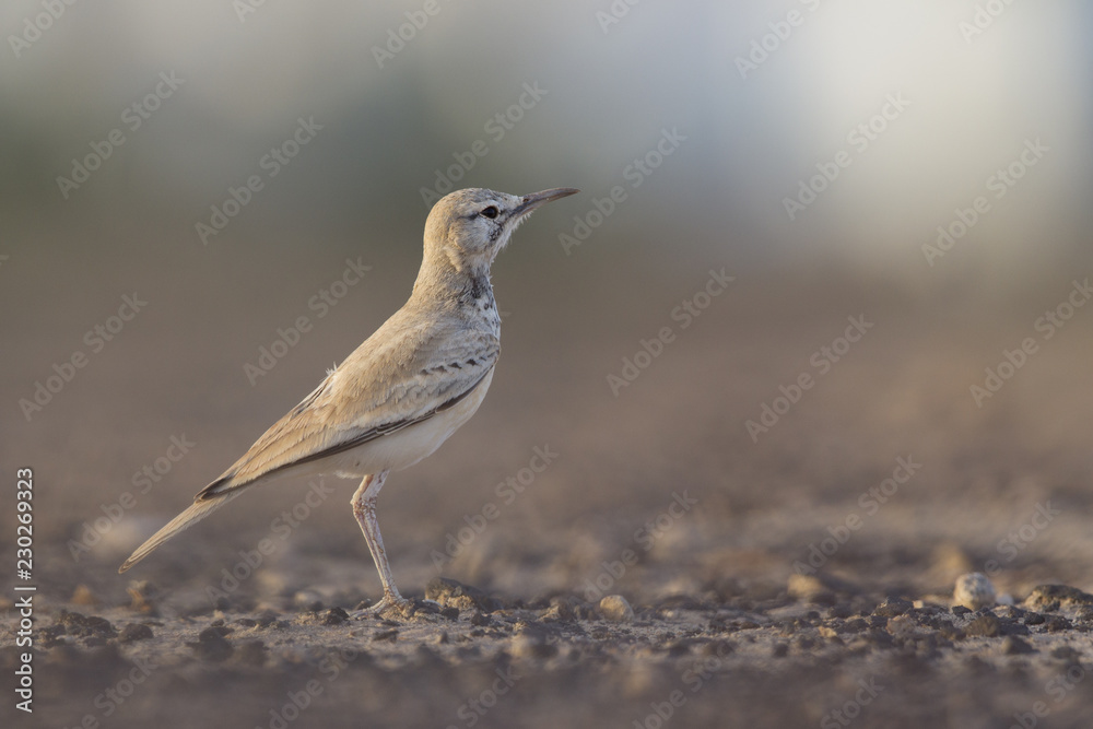 A greater hoopoe-lark (Alaemon alaudipes) foraging in the morning sun on the island of Cape verde Africa. A greater hoopoe-lark (Alaemon alaudipes) foraging in the morning sun on the island of Cape verde Africa.