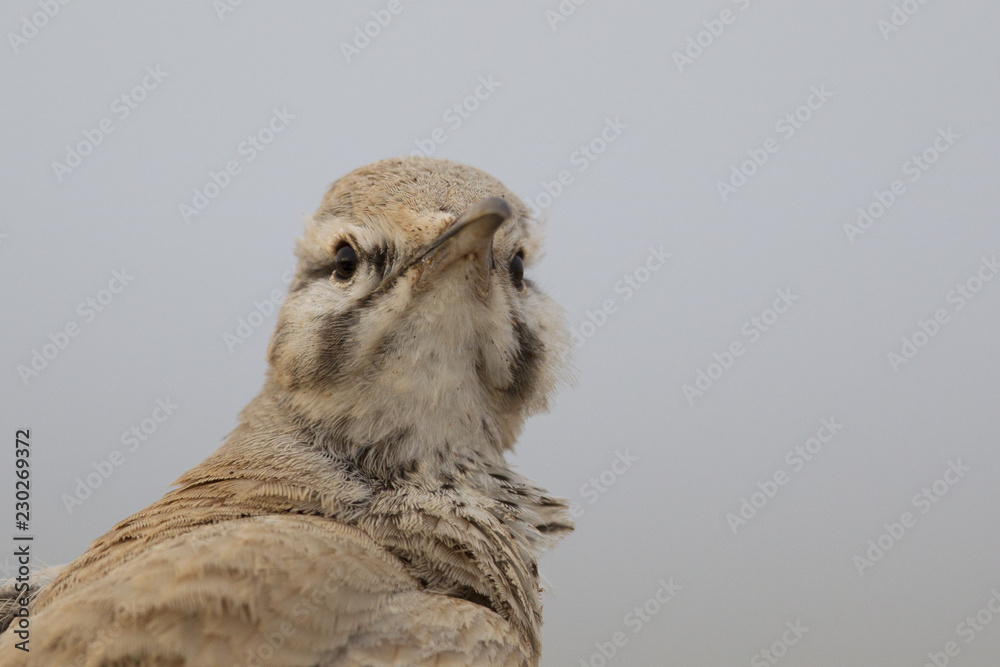 Obraz premium Portrait of a greater hoopoe-lark (Alaemon alaudipes) in the desert of the island of Cape verde Africa.