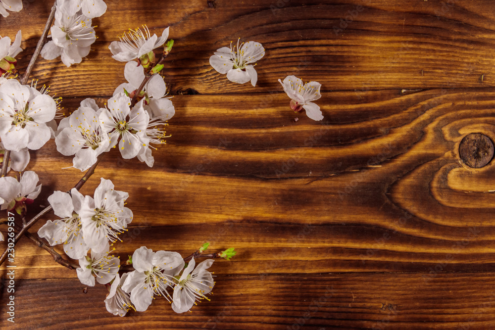 Flowers of apricot tree on wooden background Flowers of apricot tree on wooden background