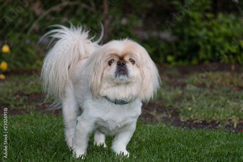Adorable white confident Pekingese in garden