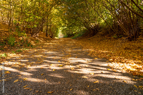 Goldiger Herbst. Buntes Laub auf dem Weg durch den Wald. photo