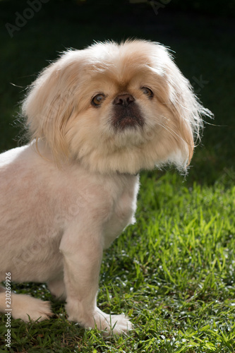 Adorable Pekingese in garden on a sunny day