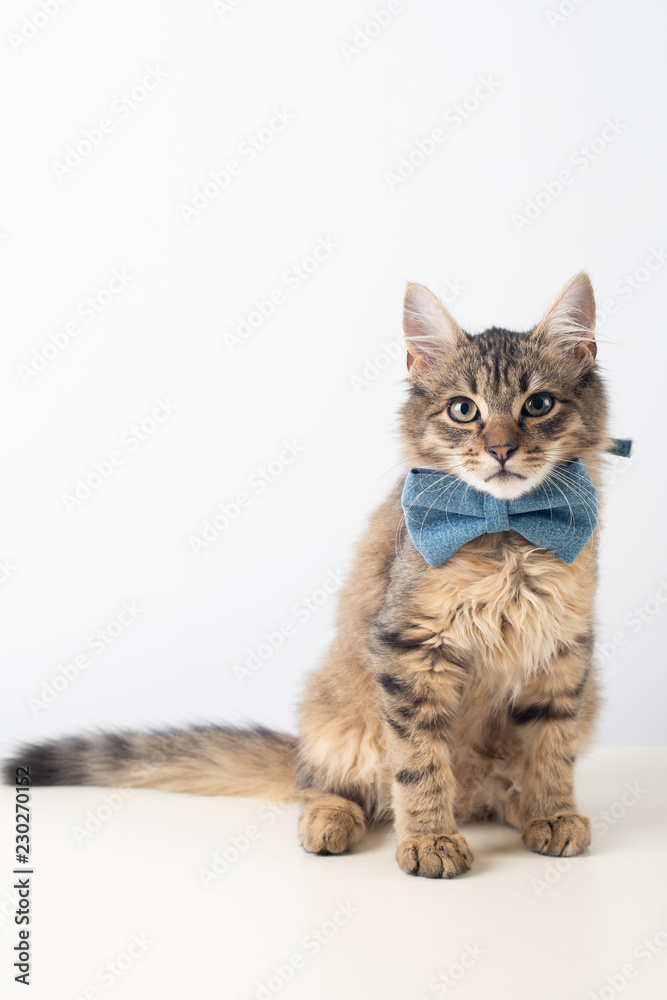 Little four month mixed breed kitten with blue bow tie