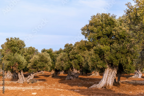 Olive trees in the countryside near the medieval white village of Ostuni