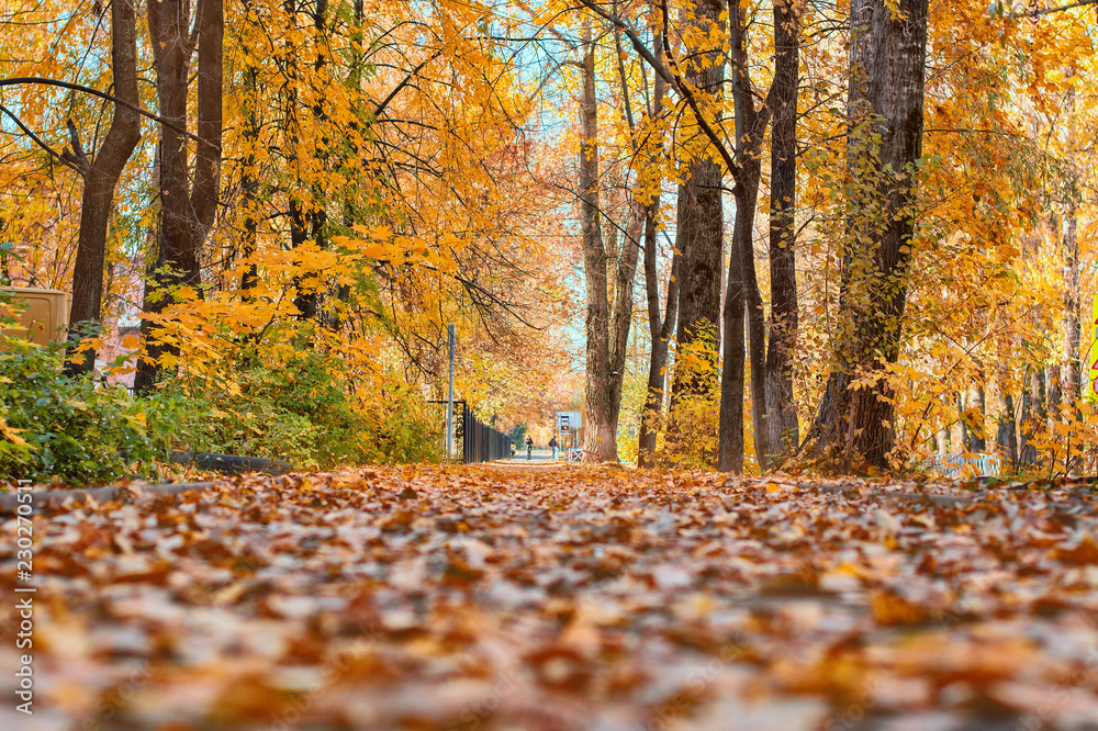 autumn road in the park, yellow leaves, close up