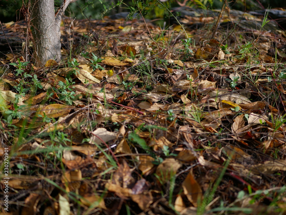 Autumn Autumn