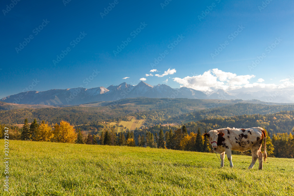 Traditional grazing cows in Pieniny mountains
