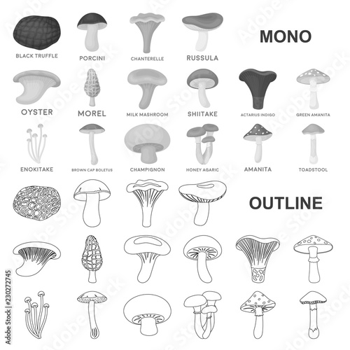 Poisonous and edible mushroom monochrom icons in set collection for design. Different types of mushrooms vector symbol stock web illustration.