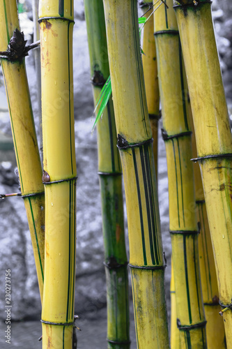 Yellow bamboo trunks in front of the grey stone background