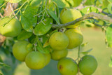fresh green tangerines on a branch