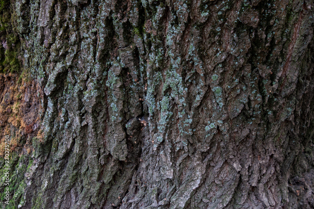 Moss green texture. Moss background. Green moss on grunge texture, background Moss green texture. Moss background. Green moss on grunge texture, background