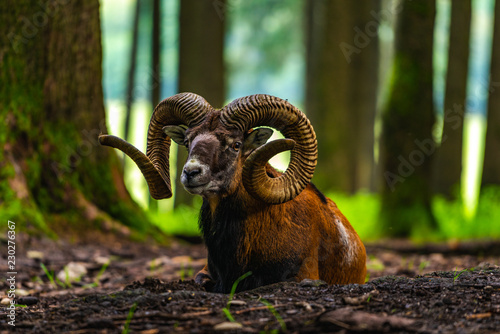 Mouflon in the green field photo
