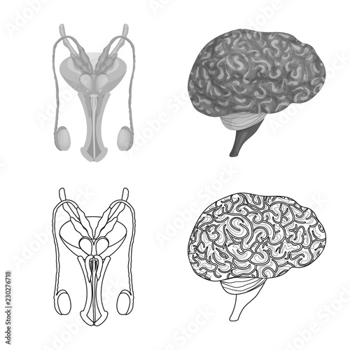 Vector illustration of body and human sign. Set of body and medical stock vector illustration.