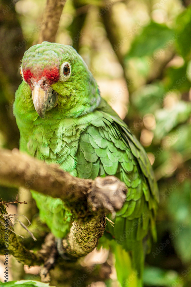 Green parrot sitting on a tree branch on the junlge Green parrot sitting on a tree branch on the junlge