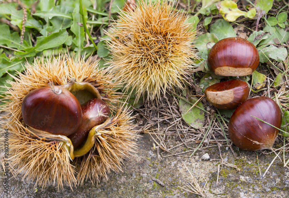 horizontal image with detail of an open chestnut hedgehog horizontal image with detail of an open chestnut hedgehog