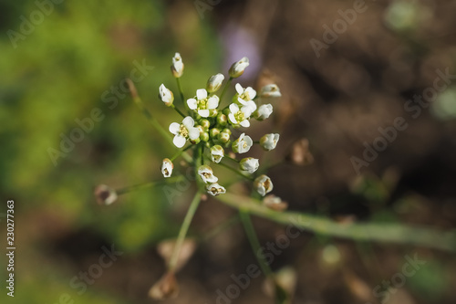 Gewöhnliches Hirtentäschel, Capsella bursa-pastoris photo