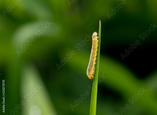 dew on grass