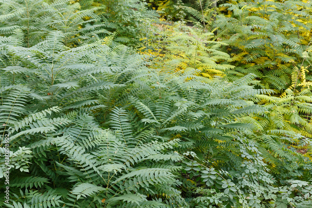 Autumn in a forest