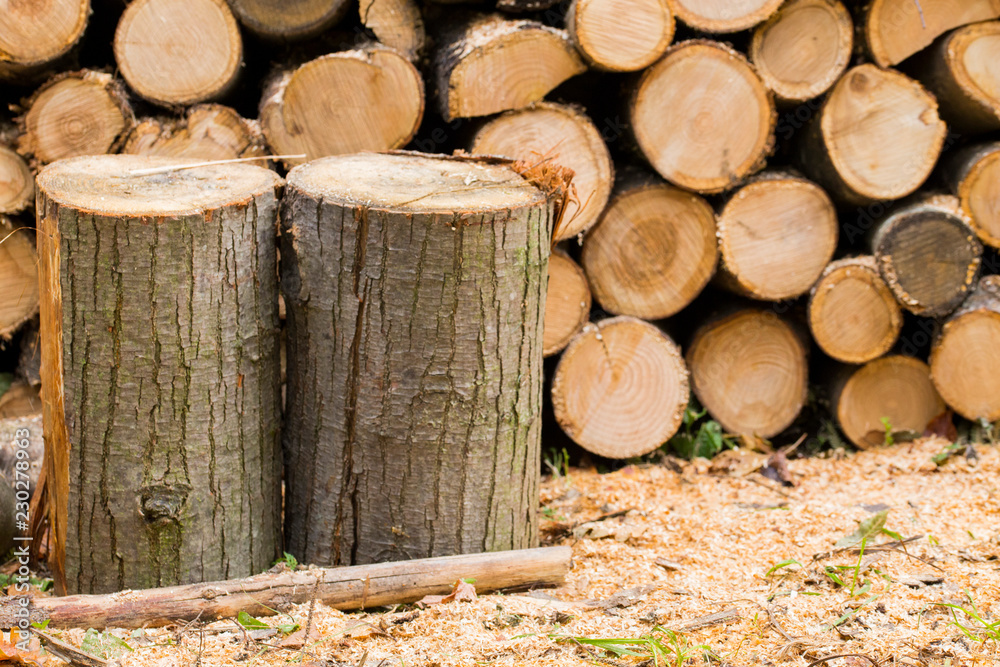 horizontal image with detail of a pile of wood and sawdust on the ground horizontal image with detail of a pile of wood and sawdust on the ground