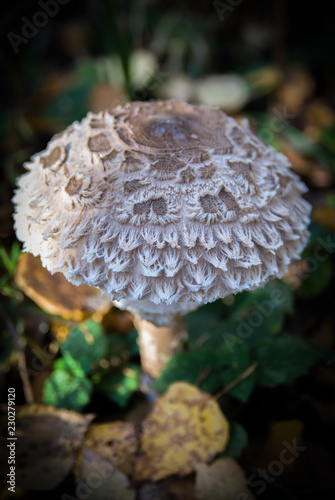 mushroom in forest