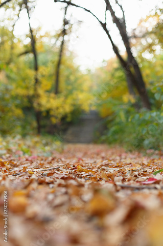 Autumn park with fallen leaves