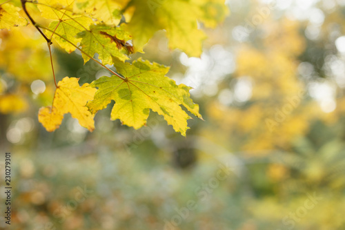 Bright autumn leaves on the branch
