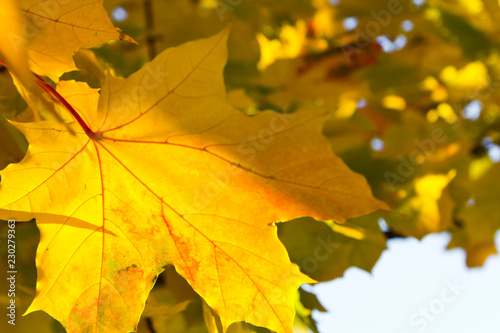 bright yellow maple leaf background