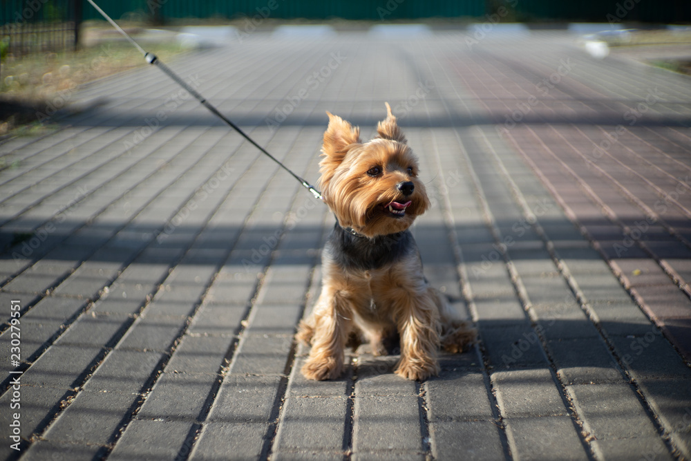 yorkshire terrier for a walk - obrazy, fototapety, plakaty 