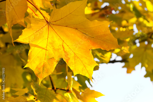 bright yellow maple leaf