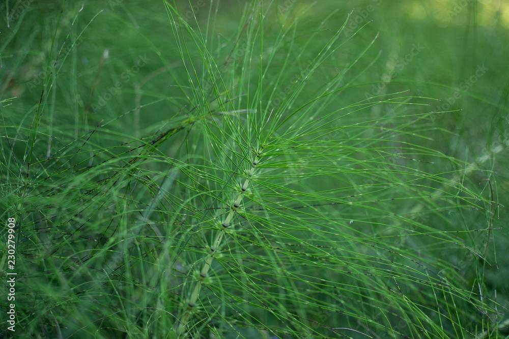 green plant with very thin stems and leaves. grass looks like centipede. grass like the legs of an insect