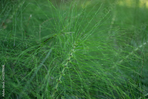 green plant with very thin stems and leaves. grass looks like centipede. grass like the legs of an insect © Yulia