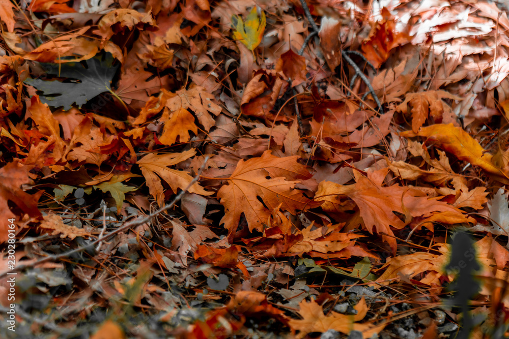 Brown autumn leaves, fallen on the ground