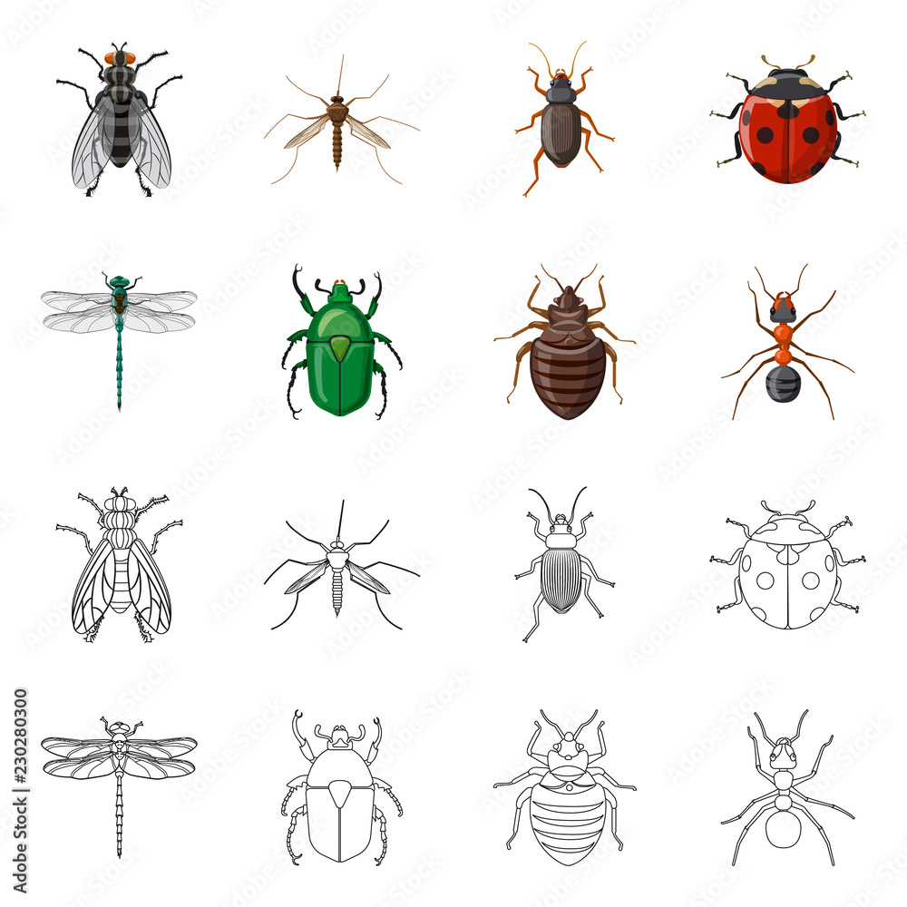 Vector illustration of insect and fly sign. Set of insect and element stock symbol for web. Vector illustration of insect and fly sign. Set of insect and element stock symbol for web.