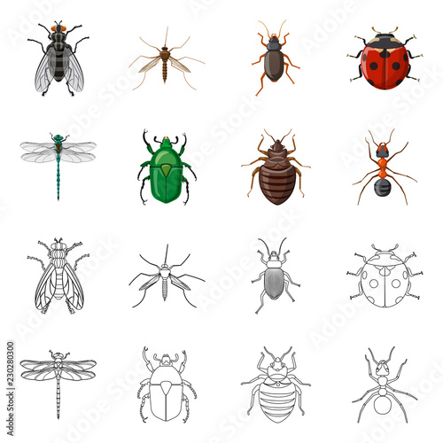 Vector illustration of insect and fly sign. Set of insect and element stock symbol for web.